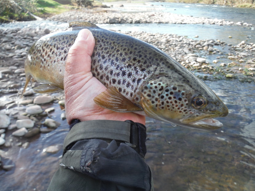 Abercynrig trout